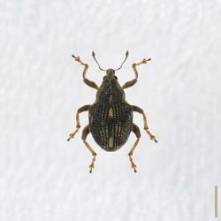 アカアシクチブトサルゾウムシ　オス