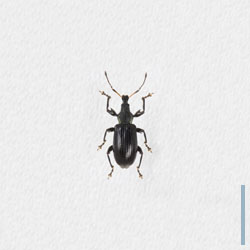ハダカヒゲボソゾウムシ　オス