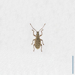 カシワクチブトゾウムシ　オス