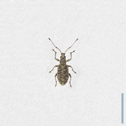 ケブカクチブトゾウムシ　メス