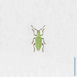 クチブトヒゲボソゾウムシ　オス