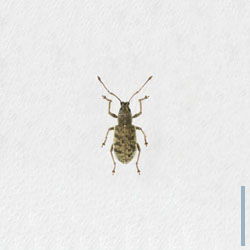 ミドリクチブトゾウムシ　メス