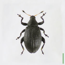 リンゴノミゾウムシ　オス