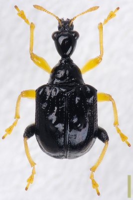 ヒメコブオトシブミ　オス