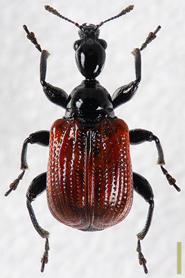 セアカヒメオトシブミ