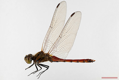 アキアカネ♂