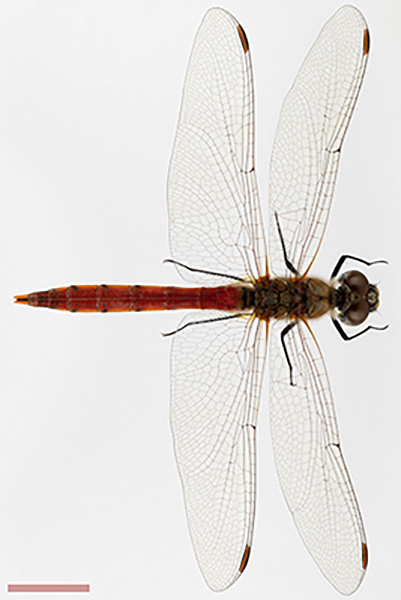 アキアカネ♂