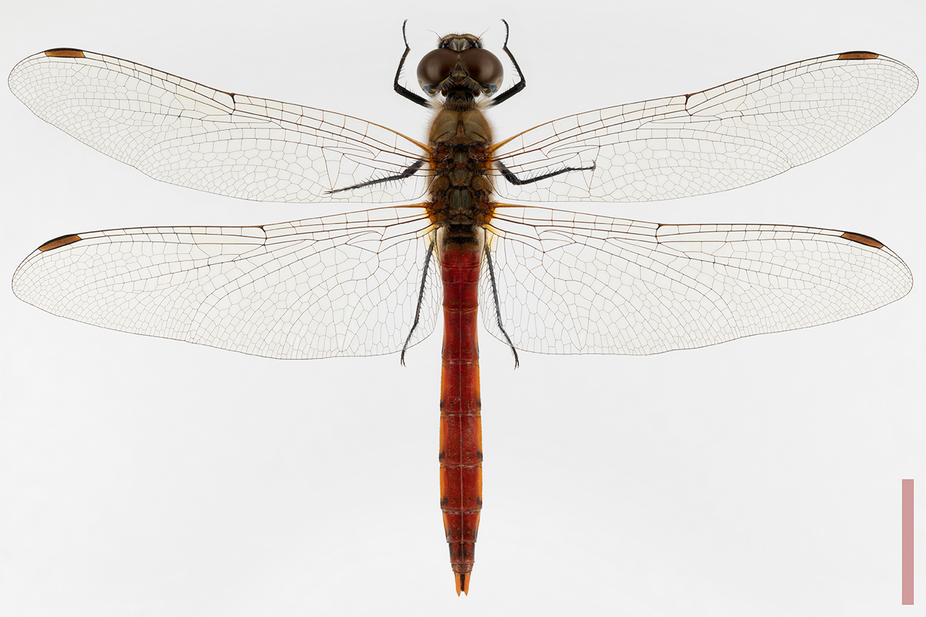 アキアカネ♂開き拡大図